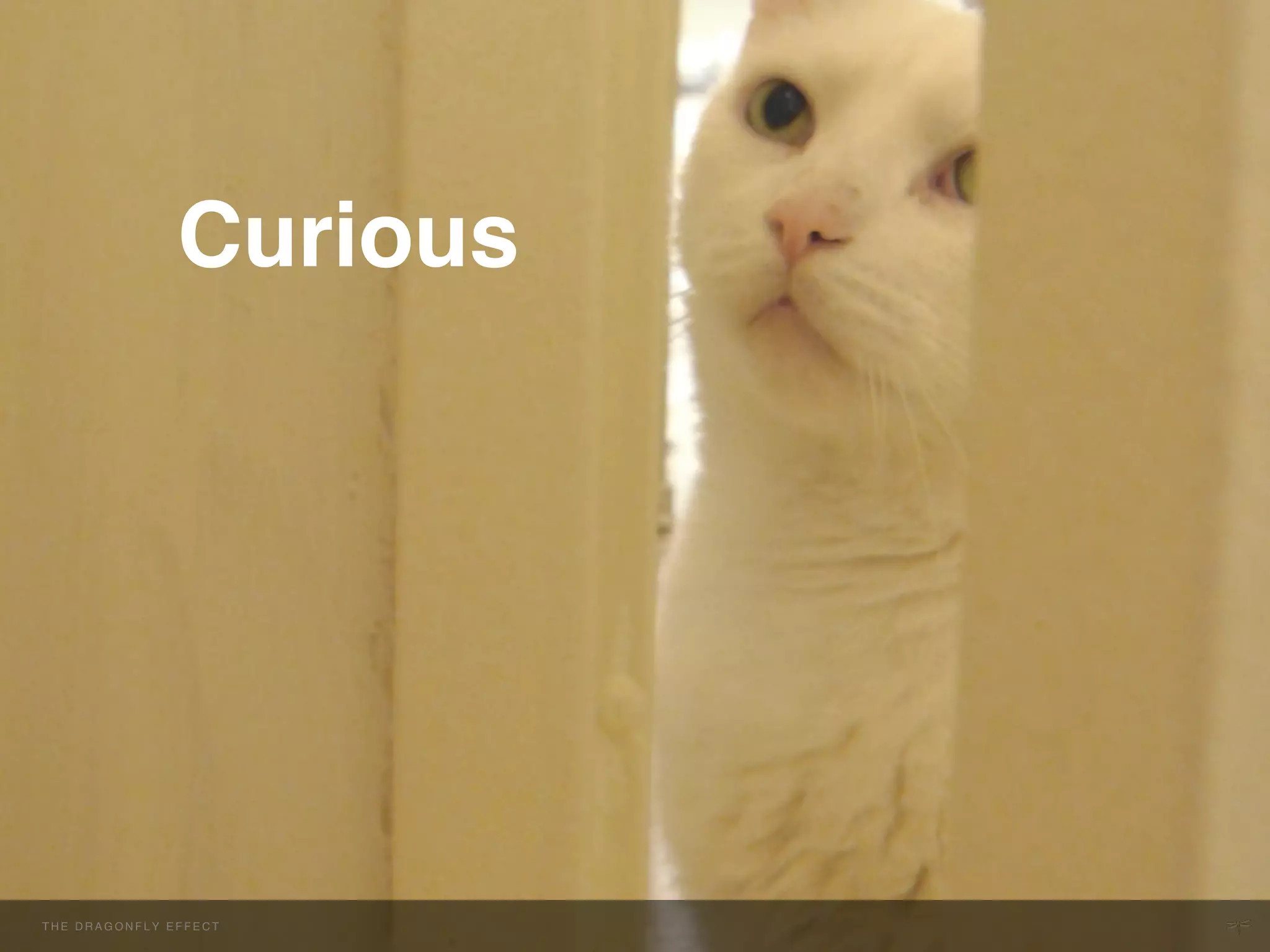 Curious!
                         !




THE H E D R A G O NEFFECT F E C T
  T DRAGONFLY F L Y E F !           !
 