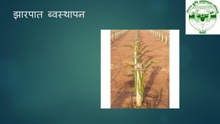 झायऩात ब्वस्थाऩन
 