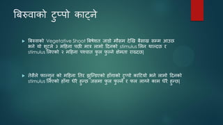 बफरुवाको टुप्ऩो काट्ने
 बफरुवाको Vegetative Shoot बफषेशत जाडो भौसभ देखख फैसाख सम्भ आउछ
बने मो शूटरे ३ भदहना ऩछी भार राभो ददनको stimulus सरन थाल्दछ य
stimulus सरएको २ भदहना ऩश्चात प
ु र प
ु ल्ने ऺेभता याख्दछ|
 तेसैरे पाल्गुन को भदहना ततय झुजन्डएको हाॉगाको टुप्ऩो कादटमो बने राभो ददनको
stimulus सरएको हाॉगा धेयै हुन्छ जसभा प
ु र प
ु ल्ने य पर राग्ने काभ धेयै हुन्छ|
 