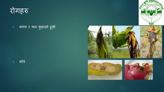 योगहरु
१. काण्ड य पर क
ु हाउने ढुसी
१. कोरे
 