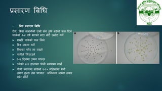प्रसायण बफधध
१. बिउ प्रसारण बिधि
योग, ककया नरागेको याम्रो सॊग हुक
े फढेको पर ददन
थारेको ३-४ वषन बएको भाउ फोट छनोट गने
 याम्ररय ऩाक
े को पर सरने
 बफउ जम्भा गने
 कपल्टय ऩऩेय भा याख्ने
 ऩानीरे सबजाउने
 ३-४ ददनभा उम्रन थाल्छ
 उम्रेको ४-५ हप्ताभा ऩोरी ब्मागभा साने
 ऩोरी ब्मागभा सायेको ९-१० भदहनाभा फेनान
तमाय हुन्छ तेस ऩश्चात जसभनभा जग्गा तमाय
गयेय साने
 