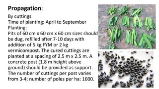 Propagation:
By cuttings
Time of planting: April to September
Planting:
Pits of 60 cm x 60 cm x 60 cm sizes should
be dug, refilled after 7-10 days with
addition of 5 kg FYM or 2 kg
vermicompost. The cured cuttings are
planted at a spacing of 2.5 m x 2.5 m. A
concrete post (1.8 m height above
ground) should be provided as support.
The number of cuttings per post varies
from 3-4; number of poles per ha: 1600.
 