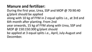 Manure and fertilizer:
During the first year, Urea, SSP and MOP @ 70:90:40
g/plant should be applied
along with 10 kg of FYM in 2 equal splits i.e., at 3rd and
6th month after planting. From 2nd
year onwards, 15 kg of FYM along with Urea, SSP and
MOP @ 150:150:300 g/plant should
be applied at 3 equal splits i.e., April, July-August and
December.
 