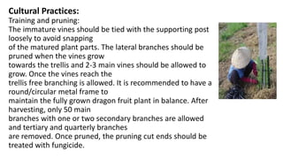 Cultural Practices:
Training and pruning:
The immature vines should be tied with the supporting post
loosely to avoid snapping
of the matured plant parts. The lateral branches should be
pruned when the vines grow
towards the trellis and 2-3 main vines should be allowed to
grow. Once the vines reach the
trellis free branching is allowed. It is recommended to have a
round/circular metal frame to
maintain the fully grown dragon fruit plant in balance. After
harvesting, only 50 main
branches with one or two secondary branches are allowed
and tertiary and quarterly branches
are removed. Once pruned, the pruning cut ends should be
treated with fungicide.
 