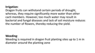 Irrigation:
Dragon fruits can withstand certain periods of drought,
whereas, they require significantly more water than other
cacti members. However, too much water may result in
bacterial and fungal diseases and lack of soil moisture reduces
the number of flowers, thereby reducing the yield.
Weeding:
Weeding is required in dragon fruit planting sites up to 1 m in
diameter around the planting zone
 