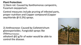 Plant Protection:
1) Stem rot: Caused by Xanthomonas campestris,
Fusarium oxysporium.
Control measures include pruning of infected parts,
proper nutrition and Copper compound (Copper
oxychloride @ 0.2%) sprays.
2) Anthracnose: Caused by Colletotrichum
gloeosporioides. Fungicidal sprays like
chlorPlant Protection:
othalonil @2 g/ltr of water would be able to
control the disease.
 