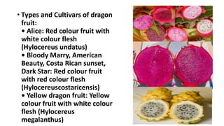 Dragon fruit ppt.pptx