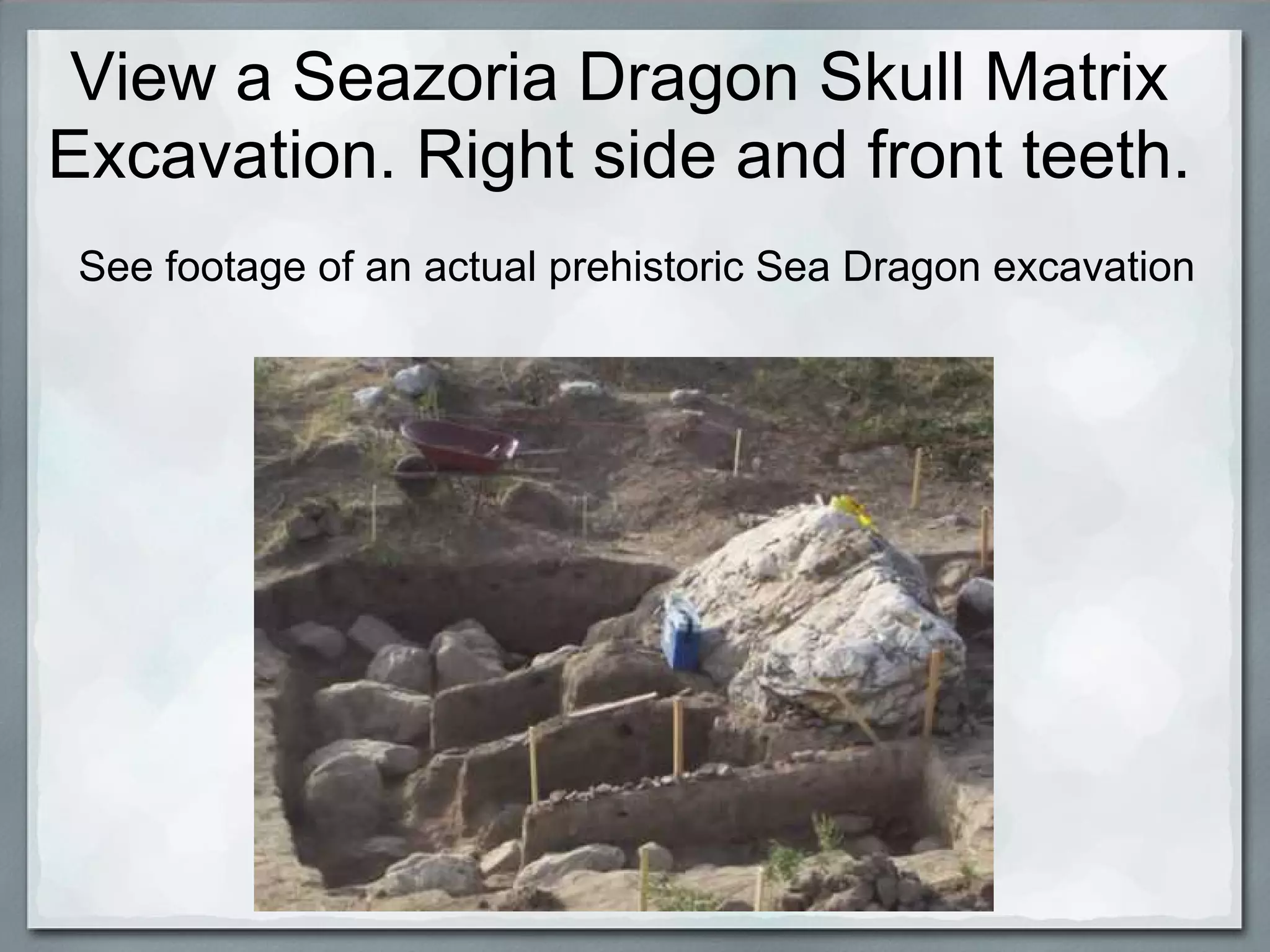 View a Seazoria Dragon Skull Matrix
Excavation. Right side and front teeth.
 See footage of an actual prehistoric Sea Dragon excavation
 