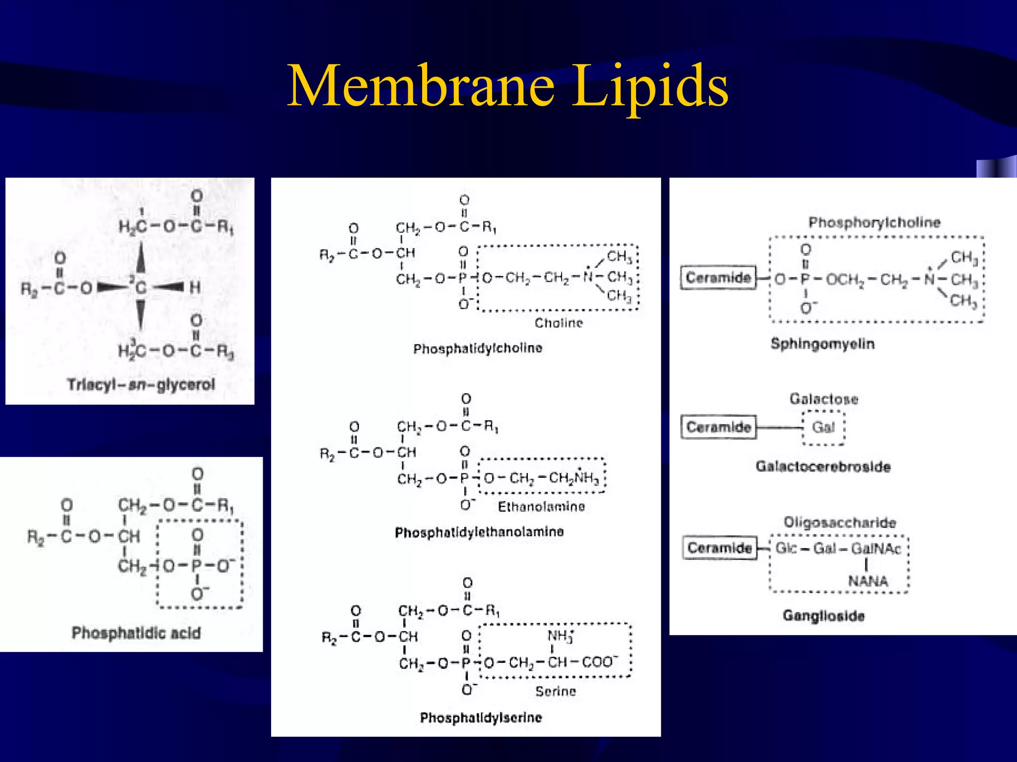 Membrane Lipids
 