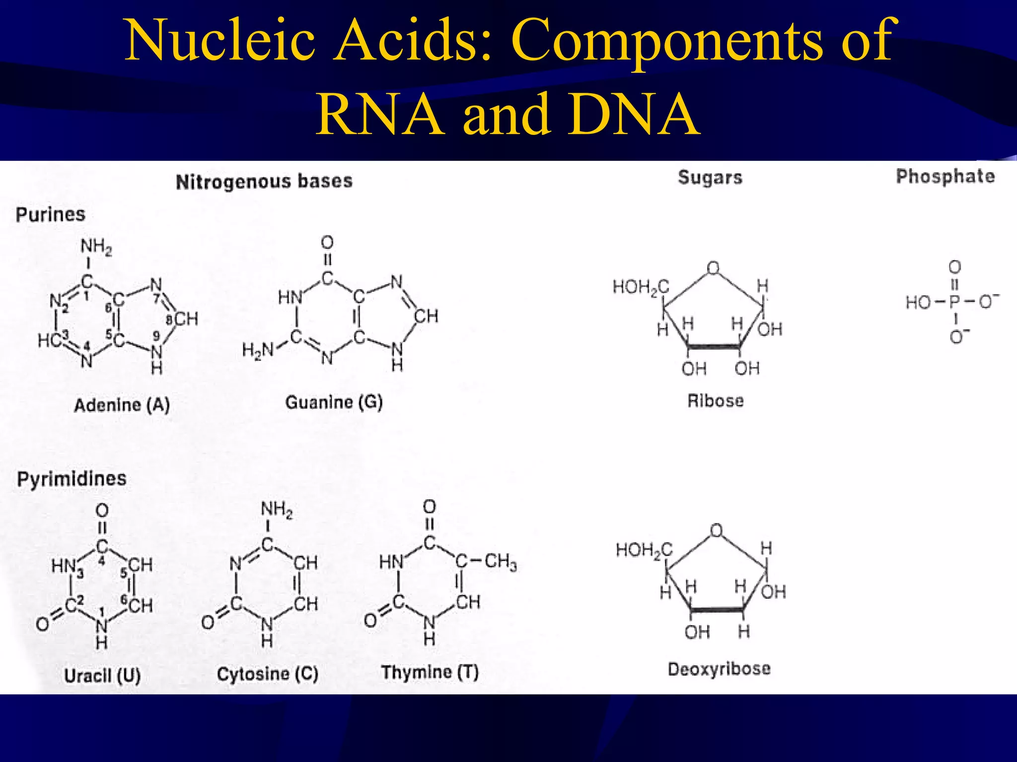 Nucleic Acids: Components of
RNA and DNA
 