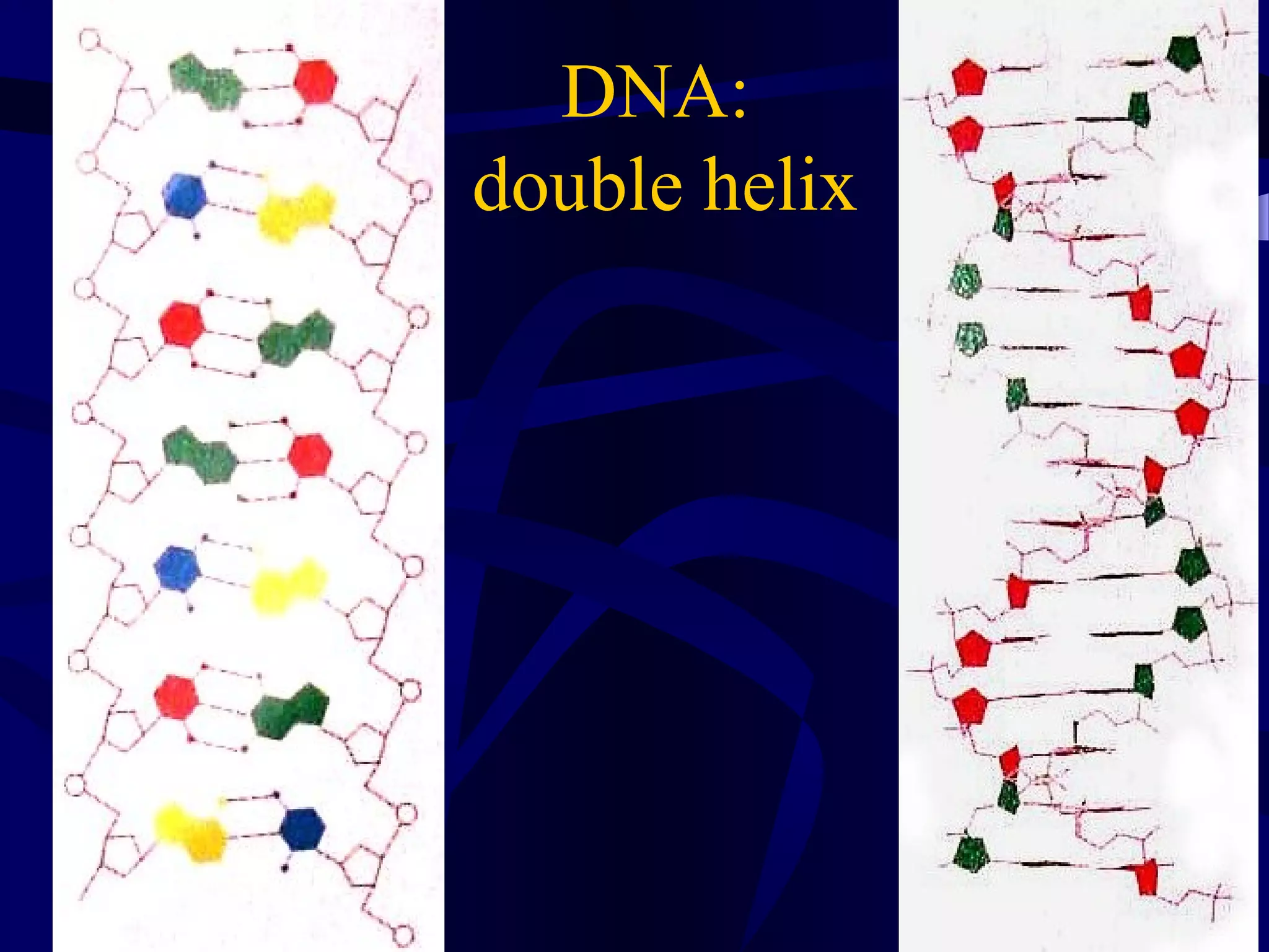 DNA:
double helix
 