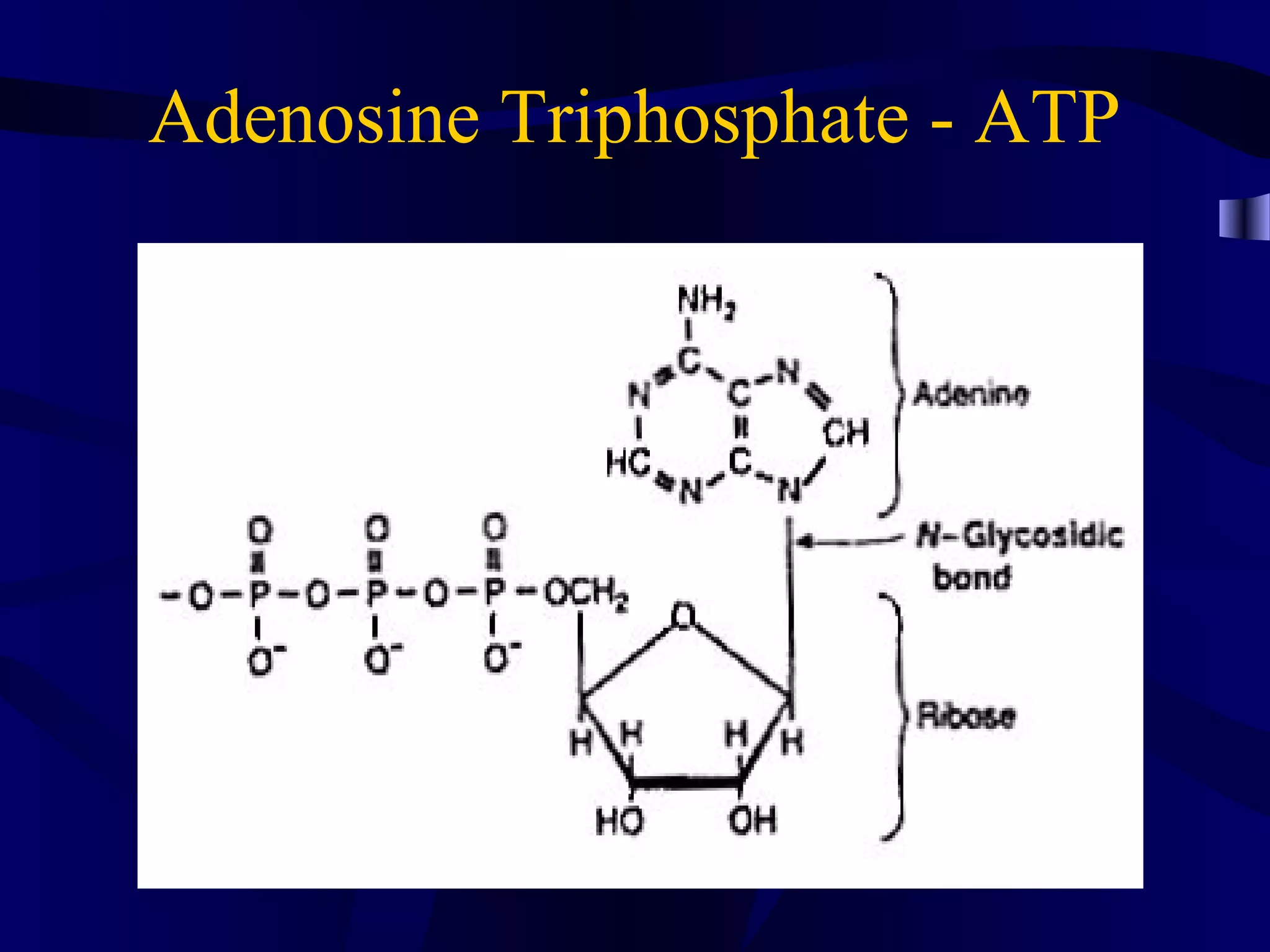 Adenosine Triphosphate - ATP
 