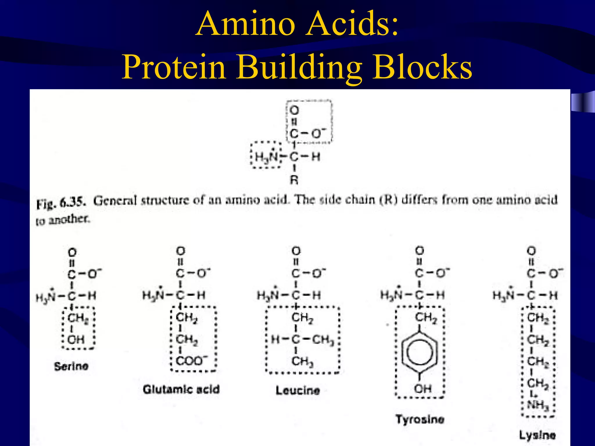 Amino Acids:
Protein Building Blocks
 