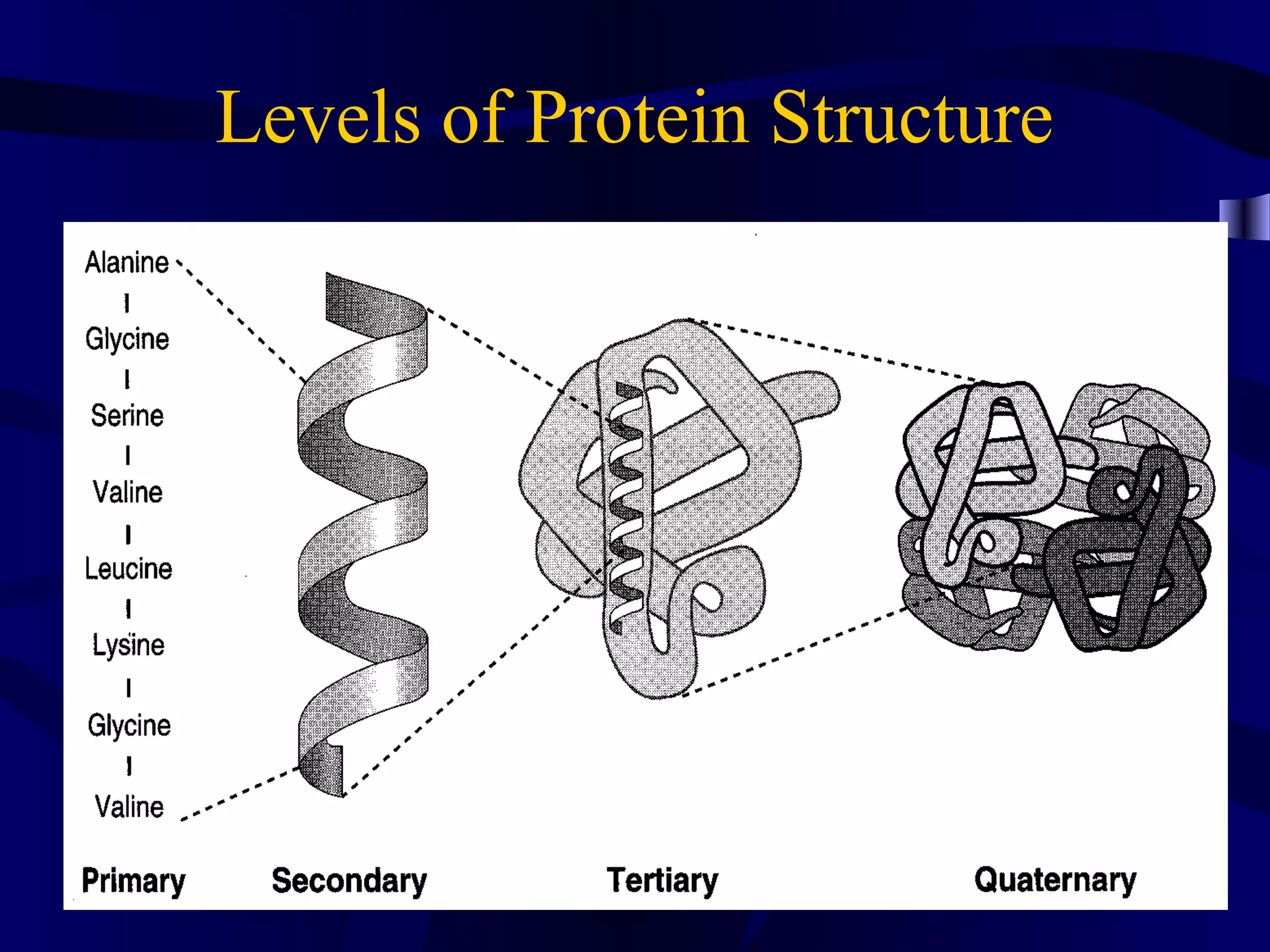 Levels of Protein Structure
 