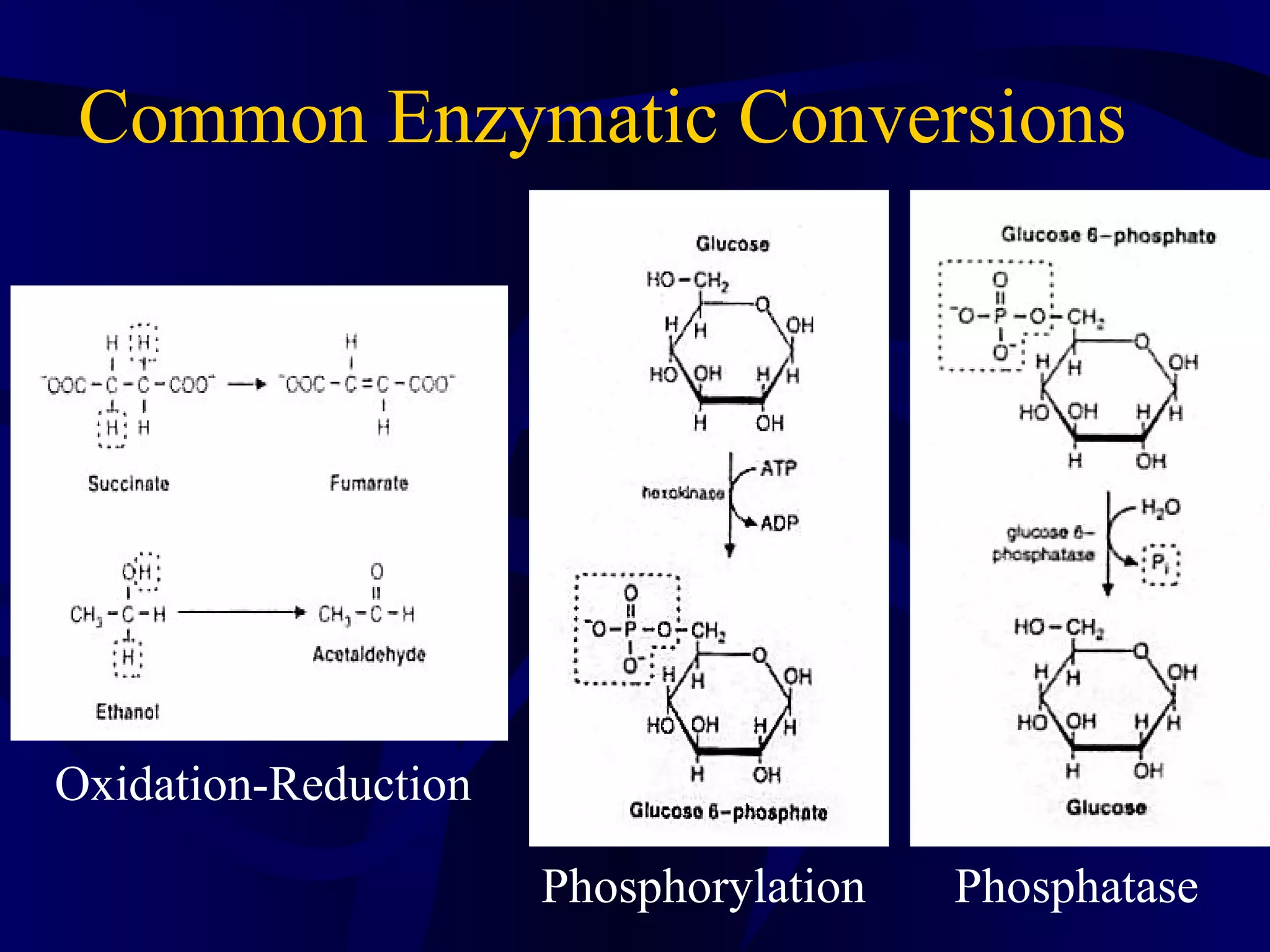 Common Enzymatic Conversions
Oxidation-Reduction
Phosphorylation Phosphatase
 
