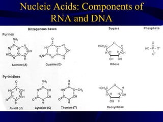 Nucleic Acids: Components of
RNA and DNA
 