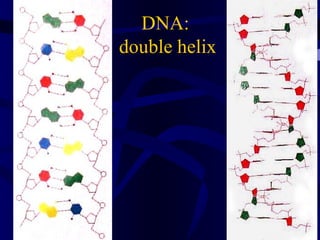DNA:
double helix
 