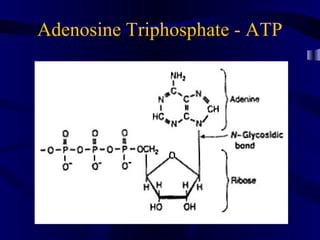 Adenosine Triphosphate - ATP
 