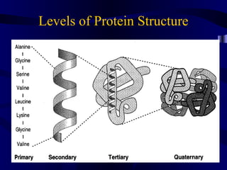Levels of Protein Structure
 