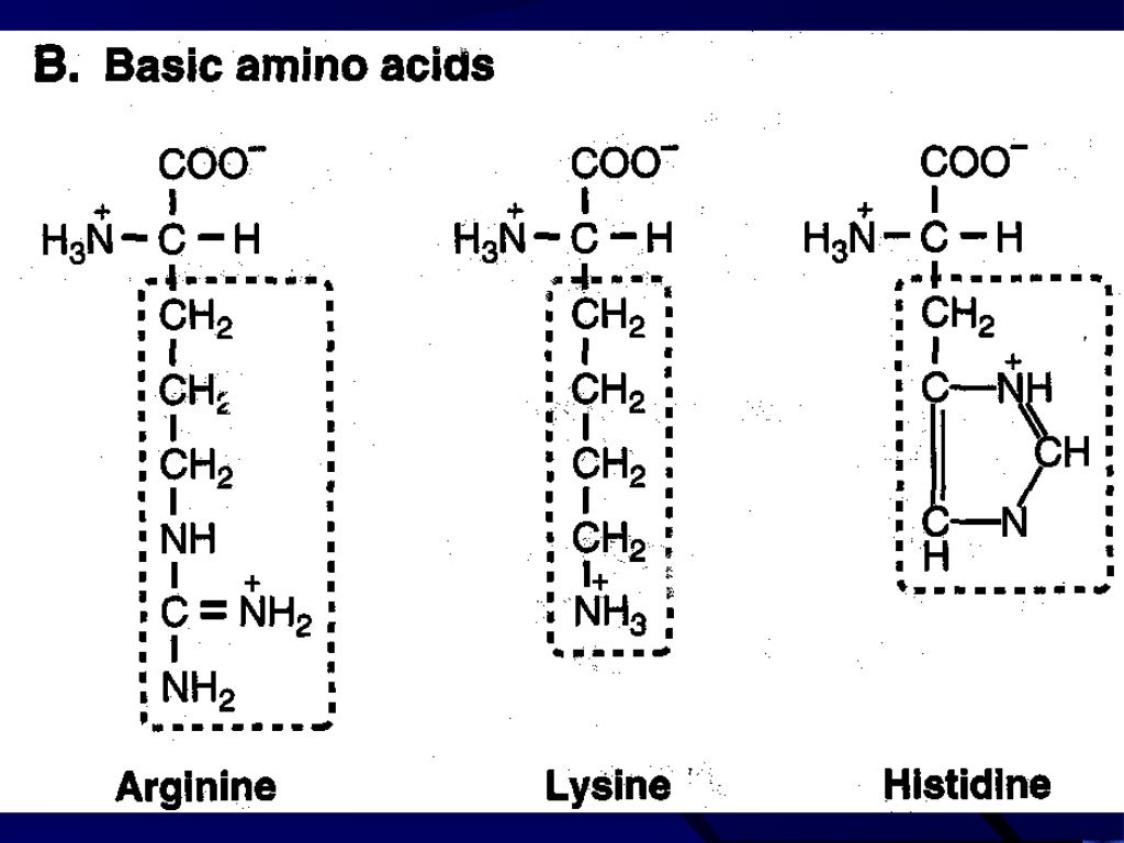 Biomolecules Amino Acids and Peptides