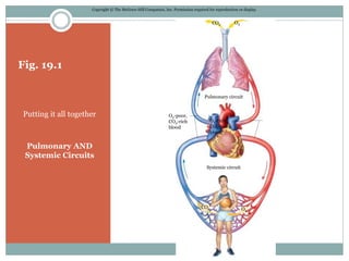 Fig. 19.1
Putting it all together
Pulmonary AND
Systemic Circuits
Copyright © The McGraw-Hill Companies, Inc. Permission required for reproduction or display.
O2
O2CO2
Pulmonary circuit
O2-poor,
CO2-rich
blood
O2-rich,
CO2-poor
blood
Systemic circuit
CO2
 