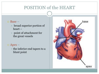 POSITION of the HEART
 Base –
 broad superior portion of
heart –
 point of attachment for
the great vessels
 Apex –
 the inferior end tapers to a
blunt point
 