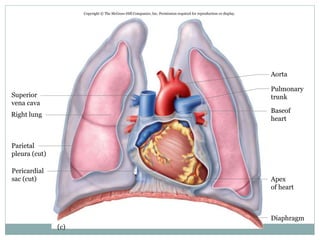 Fig. 19.2c
Copyright © The McGraw-Hill Companies, Inc. Permission required for reproduction or display.
Superior
vena cava
Right lung
Parietal
pleura (cut)
Pericardial
sac (cut)
Aorta
Pulmonary
trunk
Baseof
heart
Apex
of heart
Diaphragm
(c)
 