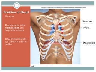 Position of Heart
Fig. 19.2a
Thoracic cavity in the
mediastinum and
deep to the sternum
Tilted towards the left –
2/3 of heart is in left of
median
Copyright © The McGraw-Hill Companies, Inc. Permission required for reproduction or display.
(a)
Sternum
3rd rib
Diaphragm
 