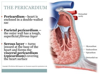 THE PERICARDIUM
 Pericardium - heart is
enclosed in a double-walled
sac
 Parietal pericardium –
the outer wall has a tough,
superficial fibrous layer
 Serous layer – turns
inward at the base of the
heart and forms the
visceral pericardium
(epicardium) covering
the heart surface
Fig. 19.3a
Copyright © The McGraw-Hill Companies, Inc. Permission required for reproduction or display.
Pericardial
cavity
Myocardium
Endocardium
Epicardium
Pericardial sac
 