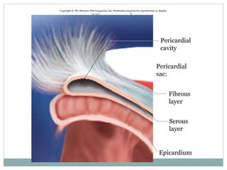 Fig. 19.3b
Copyright © The McGraw-Hill Companies, Inc. Permission required for reproduction or display.
Pericardial
cavity
Pericardial
sac:
Fibrous
layer
Serous
layer
Epicardium
 