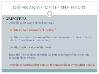 GROSS ANATOMY OF THE HEART
 OBJECTIVES
 Describe the 3 layers of the heart wall
 Identify the four chambers of the heart
 Identify the surface features of the heart and correlate them with its
internal four-chambered anatomy
 Identify the four valves of the heart
 Trace the flow of blood through the four chambers of the heart and
adjacent blood vessels
 Describe the arteries that nourish the myocardium & veins that drain it
 
