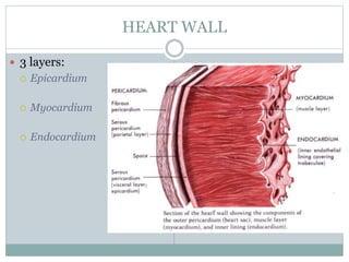 HEART WALL
 3 layers:
 Epicardium
 Myocardium
 Endocardium
 