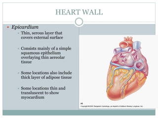 HEART WALL
 Epicardium
 Thin, serous layer that
covers external surface
 Consists mainly of a simple
squamous epithelium
overlaying thin aereolar
tissue
 Some locations also include
thick layer of adipose tissue
 Some locations thin and
transluscent to show
myocardium
 