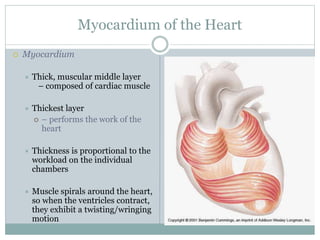 Myocardium of the Heart
 Myocardium
 Thick, muscular middle layer
– composed of cardiac muscle
 Thickest layer
 – performs the work of the
heart
 Thickness is proportional to the
workload on the individual
chambers
 Muscle spirals around the heart,
so when the ventricles contract,
they exhibit a twisting/wringing
motion
 