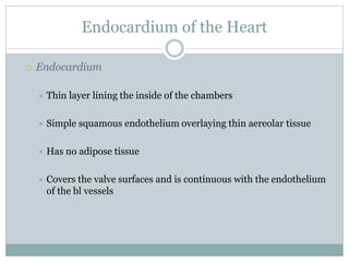 Endocardium of the Heart
 Endocardium
 Thin layer lining the inside of the chambers
 Simple squamous endothelium overlaying thin aereolar tissue
 Has no adipose tissue
 Covers the valve surfaces and is continuous with the endothelium
of the bl vessels
 