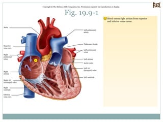 Fig. 19.9-1
Copyright © The McGraw-Hill Companies, Inc. Permission required for reproduction or display.
1
1 Blood enters right atrium from superior
and inferior venae cavae.
Aorta
Superior
vena cava
Right
pulmonary
veins
Right
atrium
Right AV
(tricuspid) valve
Right
ventricle
Inferior
vena cava
Left pulmonary
artery
Pulmonary trunk
Left pulmonary
veins
Left ventricle
Left AV
(bicuspid) valve
Aortic valve
Left atrium
 