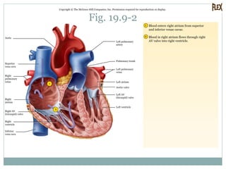 Fig. 19.9-2
Copyright © The McGraw-Hill Companies, Inc. Permission required for reproduction or display.
2
1
2
1 Blood enters right atrium from superior
and inferior venae cavae.
Blood in right atrium flows through right
AV valve into right ventricle.
Aorta
Superior
vena cava
Right
pulmonary
veins
Right
atrium
Right AV
(tricuspid) valve
Right
ventricle
Inferior
vena cava
Left pulmonary
artery
Pulmonary trunk
Left pulmonary
veins
Left ventricle
Left AV
(bicuspid) valve
Aortic valve
Left atrium
 