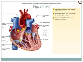Fig. 19.9-3
Copyright © The McGraw-Hill Companies, Inc. Permission required for reproduction or display.
3
2
1
2
3
1 Blood enters right atrium from superior
and inferior venae cavae.
Blood in right atrium flows through right
AV valve into right ventricle.
Contraction of right ventricle forces
pulmonary valve open.
Aorta
Superior
vena cava
Right
atrium
Right AV
(tricuspid) valve
Right
ventricle
Inferior
vena cava
Left pulmonary
artery
Pulmonary trunk
Left pulmonary
veins
Left ventricle
Left AV
(bicuspid) valve
Aortic valve
Left atrium
Right
pulmonary
veins
 