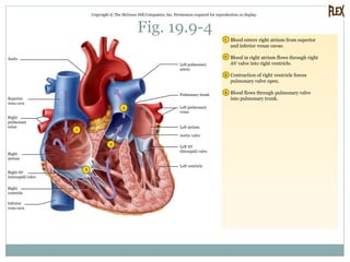 Fig. 19.9-4
Copyright © The McGraw-Hill Companies, Inc. Permission required for reproduction or display.
3
4
2
1
2
3
4
1 Blood enters right atrium from superior
and inferior venae cavae.
Blood in right atrium flows through right
AV valve into right ventricle.
Contraction of right ventricle forces
pulmonary valve open.
Blood flows through pulmonary valve
into pulmonary trunk.
Aorta
Superior
vena cava
Right
atrium
Right AV
(tricuspid) valve
Right
ventricle
Inferior
vena cava
Left pulmonary
artery
Pulmonary trunk
Left pulmonary
veins
Left ventricle
Left AV
(bicuspid) valve
Aortic valve
Left atrium
Right
pulmonary
veins
 