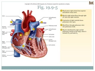 Fig. 19.9-5
Copyright © The McGraw-Hill Companies, Inc. Permission required for reproduction or display.
3
4
55
2
1
2
3
4
5
1 Blood enters right atrium from superior
and inferior venae cavae.
Blood in right atrium flows through right
AV valve into right ventricle.
Contraction of right ventricle forces
pulmonary valve open.
Blood flows through pulmonary valve
into pulmonary trunk.
Blood is distributed by right and left
pulmonary arteries to the lungs, where it
unloads CO2 and loads O2.
Aorta
Superior
vena cava
Right
atrium
Right AV
(tricuspid) valve
Right
ventricle
Inferior
vena cava
Left pulmonary
artery
Pulmonary trunk
Left pulmonary
veins
Aortic valve
Left atrium
Right
pulmonary
veins
Left ventricle
Left AV
(bicuspid) valve
 