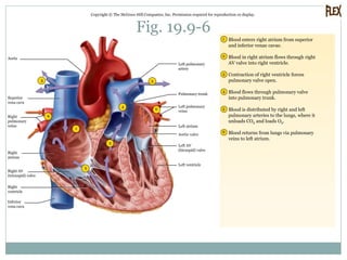 Fig. 19.9-6
Copyright © The McGraw-Hill Companies, Inc. Permission required for reproduction or display.
3
6
4
55
2
1
6
2
3
4
5
6
1 Blood enters right atrium from superior
and inferior venae cavae.
Blood in right atrium flows through right
AV valve into right ventricle.
Contraction of right ventricle forces
pulmonary valve open.
Blood flows through pulmonary valve
into pulmonary trunk.
Blood is distributed by right and left
pulmonary arteries to the lungs, where it
unloads CO2 and loads O2.
Blood returns from lungs via pulmonary
veins to left atrium.
Aorta
Superior
vena cava
Right
pulmonary
veins
Right
atrium
Right AV
(tricuspid) valve
Right
ventricle
Inferior
vena cava
Left pulmonary
artery
Pulmonary trunk
Left pulmonary
veins
Left ventricle
Left AV
(bicuspid) valve
Aortic valve
Left atrium
 