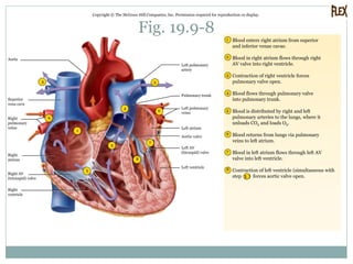 Fig. 19.9-8
Copyright © The McGraw-Hill Companies, Inc. Permission required for reproduction or display.
3
6
4
55
2
1
7
8
6
2
3
4
5
6
7
8
1 Blood enters right atrium from superior
and inferior venae cavae.
Blood in right atrium flows through right
AV valve into right ventricle.
Contraction of right ventricle forces
pulmonary valve open.
Blood flows through pulmonary valve
into pulmonary trunk.
Blood is distributed by right and left
pulmonary arteries to the lungs, where it
unloads CO2 and loads O2.
Blood returns from lungs via pulmonary
veins to left atrium.
Blood in left atrium flows through left AV
valve into left ventricle.
Aorta
Superior
vena cava
Right
pulmonary
veins
Right
atrium
Right AV
(tricuspid) valve
Right
ventricle
Left pulmonary
artery
Pulmonary trunk
Left pulmonary
veins
Left ventricle
Left AV
(bicuspid) valve
Aortic valve
Left atrium
Contraction of left ventricle (simultaneous with
step 3 ) forces aortic valve open.
 