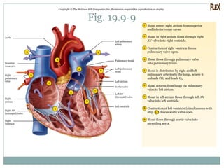 Fig. 19.9-9
Copyright © The McGraw-Hill Companies, Inc. Permission required for reproduction or display.
3
6
4
55
2
1
7
8
9
6
2
3
4
5
6
7
8
9
1 Blood enters right atrium from superior
and inferior venae cavae.
Blood in right atrium flows through right
AV valve into right ventricle.
Contraction of right ventricle forces
pulmonary valve open.
Blood flows through pulmonary valve
into pulmonary trunk.
Blood is distributed by right and left
pulmonary arteries to the lungs, where it
unloads CO2 and loads O2.
Blood returns from lungs via pulmonary
veins to left atrium.
Blood in left atrium flows through left AV
valve into left ventricle.
Blood flows through aortic valve into
ascending aorta.
Aorta
Superior
vena cava
Right
pulmonary
veins
Right
atrium
Right AV
(tricuspid) valve
Right
ventricle
Left pulmonary
artery
Pulmonary trunk
Left pulmonary
veins
Left ventricle
Left AV
(bicuspid) valve
Aortic valve
Left atrium
Contraction of left ventricle (simultaneous with
step 3 ) forces aortic valve open.
 