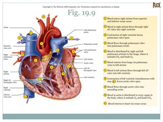 Fig. 19.9
Copyright © The McGraw-Hill Companies, Inc. Permission required for reproduction or display.
3
6
4
55
2
1
7
8
9
6
2
3
4
5
6
7
8
9
1 0
1 Blood enters right atrium from superior
and inferior venae cavae.
Blood in right atrium flows through right
AV valve into right ventricle.
Contraction of right ventricle forces
pulmonary valve open.
Blood flows through pulmonary valve
into pulmonary trunk.
Blood is distributed by right and left
pulmonary arteries to the lungs, where it
unloads CO2 and loads O2.
Blood returns from lungs via pulmonary
veins to left atrium.
Blood in left atrium flows through left AV
valve into left ventricle.
Blood flows through aortic valve into
ascending aorta.
Blood in aorta is distributed to every organ in
the body, where it unloads O2 and loads CO2.
Blood returns to heart via venae cavae.
Aorta
Superior
vena cava
Right
pulmonary
veins
Right
atrium
Right AV
(tricuspid) valve
Right
ventricle
Inferior
vena cava 11
10
11
Left pulmonary
artery
Pulmonary trunk
Left pulmonary
veins
Left ventricle
Left AV
(bicuspid) valve
Aortic valve
Left atrium
11
Contraction of left ventricle (simultaneous with
step 3 ) forces aortic valve open.
 