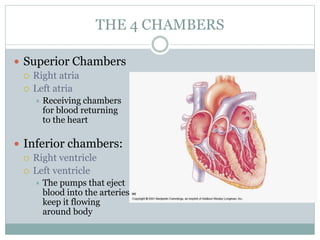THE 4 CHAMBERS
 Superior Chambers
 Right atria
 Left atria
 Receiving chambers
for blood returning
to the heart
 Inferior chambers:
 Right ventricle
 Left ventricle
 The pumps that eject
blood into the arteries
keep it flowing
around body
 