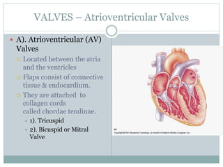 VALVES – Atrioventricular Valves
 A). Atrioventricular (AV)
Valves
 Located between the atria
and the ventricles
 Flaps consist of connective
tissue & endocardium.
 They are attached to
collagen cords
called chordae tendinae.
 1). Tricuspid
 2). Bicuspid or Mitral
Valve
 