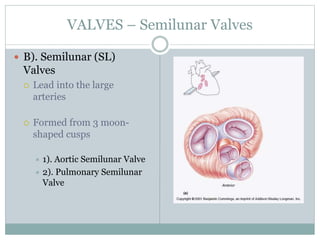 VALVES – Semilunar Valves
 B). Semilunar (SL)
Valves
 Lead into the large
arteries
 Formed from 3 moon-
shaped cusps
 1). Aortic Semilunar Valve
 2). Pulmonary Semilunar
Valve
 