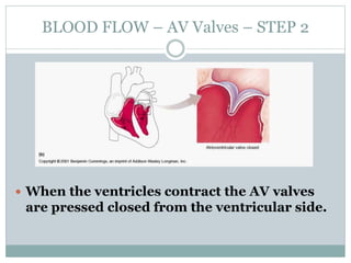 BLOOD FLOW – AV Valves – STEP 2
 When the ventricles contract the AV valves
are pressed closed from the ventricular side.
 