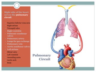 Pulmonary
Circuit
 Right side of the heart
serves the pulmonary
circuit
 Superior/inferior vena cava
 Right atrium
 Tricuspid valve
 Right ventricle
 Pulmonic semilunar
valves
 Pulmonary artery
 Lungs for gas exchange
 Pulmonary vein
 Aortic semilunar valves
 Left atrium
 Mitral valve
 Left ventricle
 Ascending aorta
 Aortic arch
 Body
 