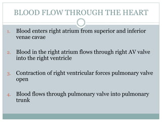 BLOOD FLOW THROUGH THE HEART
1. Blood enters right atrium from superior and inferior
venae cavae
2. Blood in the right atrium flows through right AV valve
into the right ventricle
3. Contraction of right ventricular forces pulmonary valve
open
4. Blood flows through pulmonary valve into pulmonary
trunk
 